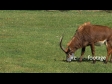 Sable Antelope 4 1254